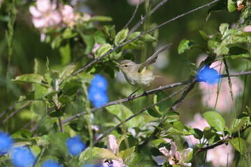 common chiffchaff (Phylloscopus collybita) photographed in soft sunlight on the branches of a blooming wild apple tree