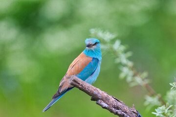 Unusually bright and close-up photo of a European roller (Coracias garrulus) in breeding plumage against a blurred background