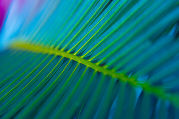Abstract Beautiful tropical green foliage focuses only on the leaf edges and dumb curves.