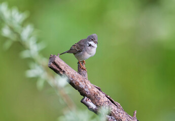 Close-up photo of common whitethroat (Curruca communis) in breeding plumage sits on a tree branch against a blurred background. Soft morning light
