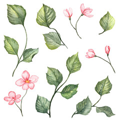Set of hand painted watercolor pink flowers and green leaves. Spring blossom