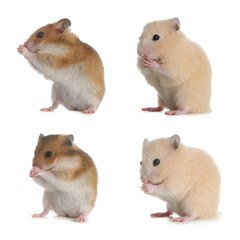 Set with cute funny hamsters on white background