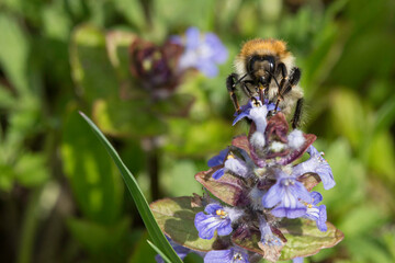 Hummel auf einer Günsel-Blüte