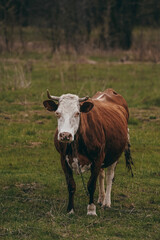 Naklejka na ściany i meble cow on the meadow