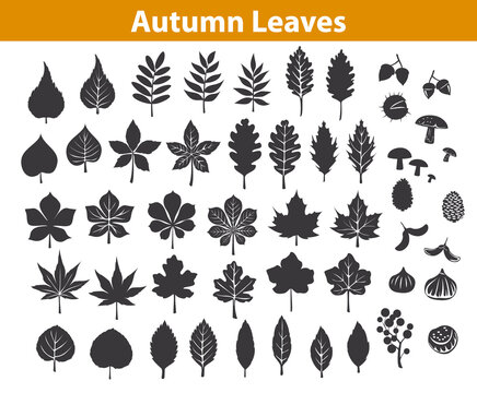 autumn fall leaves silhouettes set in black color, maple chestnut ash oak birch gum beech walnut rowan elm trees foliage. leafs are included as art brushes in library