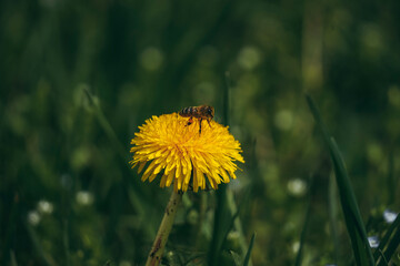 dandelion in the grass