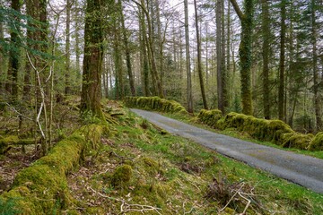 Fototapeta premium Single track road through Mossy Woodland in North Wales