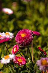 Obraz premium red and yellow flower