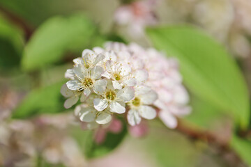 Spring-summer background - white inflorescences of bird cherry. Pistils and stamens with pollen.