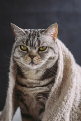 Funny cat (Scottish Straight breed) in a warm knitted scarf.