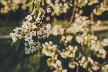 Branches of a blossoming tree on a garden background. Spring blossom.
