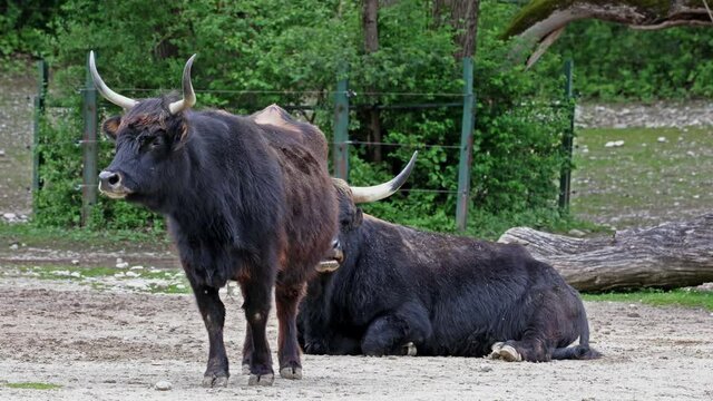 Heck cattle, Bos primigenius taurus, claimed to resemble the extinct aurochs. Domestic highland cattle seen in a German park