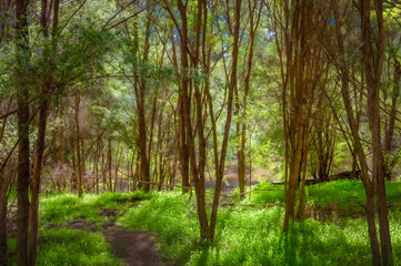  Tea Tree Forest