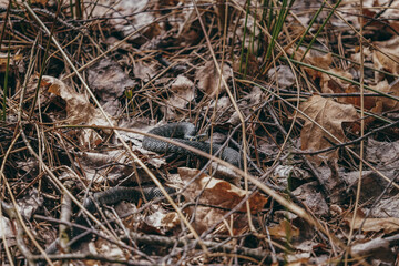 blue bird on the ground