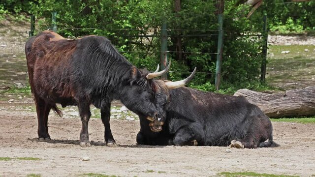 Heck cattle, Bos primigenius taurus, claimed to resemble the extinct aurochs. Domestic highland cattle seen in a German park