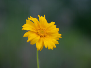Coreopsis grandifloraNutt. ex Chapm.