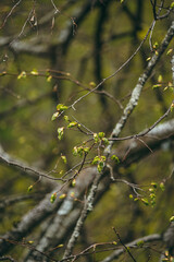 yellow leaves on a branch