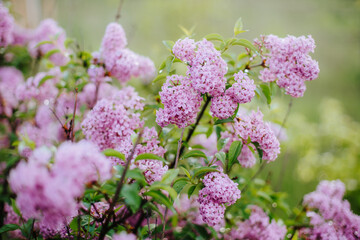 close-up of pile of lilac
