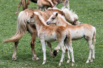 Fototapeta premium Haflingerfohlen in einem Gestüt - In Thüringen ,im Ort Meura befindet sich das größte Haflingergestüt Europas. Die Zuchtstation beherbergt 350 Pferde