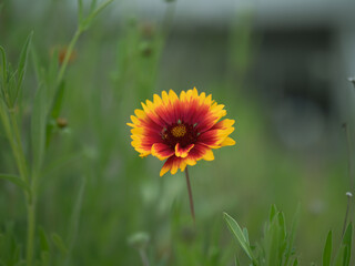 Gaillardia pulchella Foug.