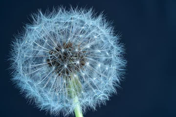 Foto op Plexiglas Close up of dandelion on dark blue background.Selective focus. © sanna