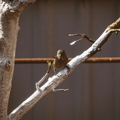 sparrow on branch