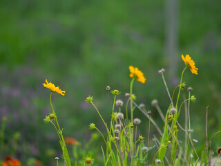 Coreopsis grandifloraNutt. ex Chapm.