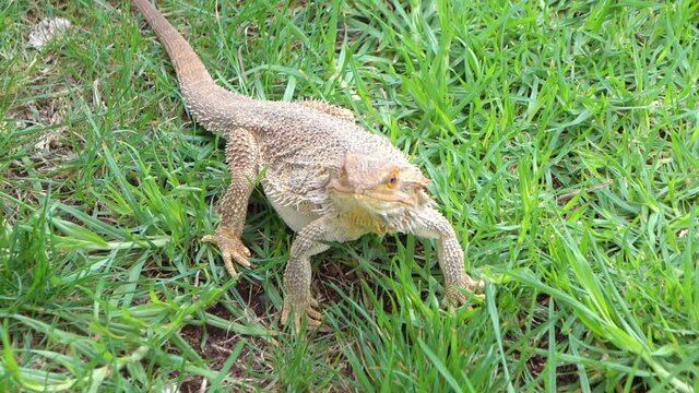 Big lizard standing on the grass in slow motion 60fps
