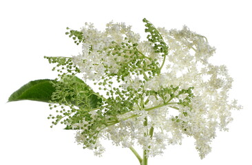 Elder, elderberry plant flowers and leaves on stem isolated on white background with clipping path