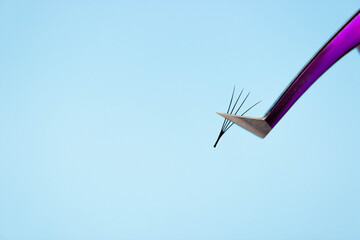 Eyelash extensions, lashmaker tools. A bunch of artificial eyelashes in tweezers close. Blue...