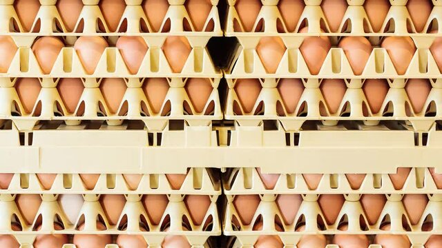 Vertical pan of crates with fresh eggs in front of a grey wall on an organic chicken farm