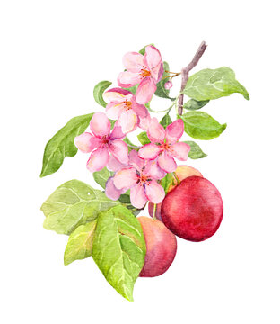 Red cherry plum fruit and blossom flower. Watercolor picture
