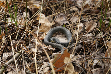 snake in the grass