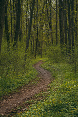Fototapeta premium path in the woods