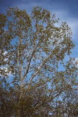 trees and sky