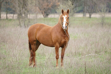 Fototapeta premium horse in the field