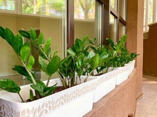 Zamioculcas on windowsill, green houseplant in pots with leaf pattern, trees reflection in the window