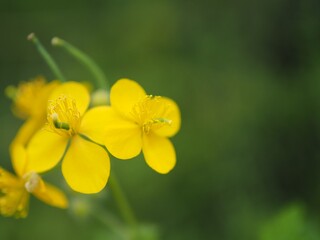 春の花見山公園に咲くクサノオウ