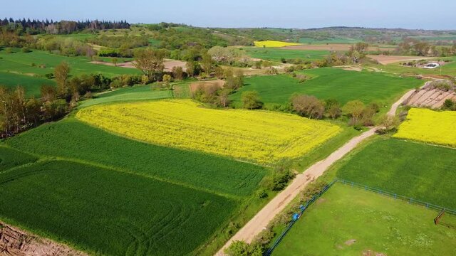Canola field. Sunny day. Spring, Edirne Turkey 2021