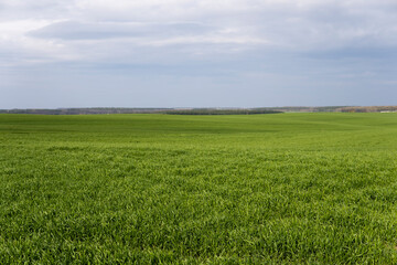 Field of young green wheat seedlings. Sprouts of young barley or wheat that have sprouted in the soil. Close up on sprouting rye on a field. Sprouts of rye. Agriculture, cultivation.