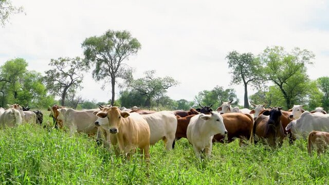 Brahman cattle standing, grazing on a pasture in Paraguay