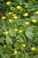 Fototapeta premium yellow flowers in the garden