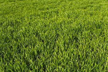 Young green wheat seedlings growing in soil on a field. Close up on sprouting rye on a field. Sprouts of rye. Sprouts of young barley or wheat that have sprouted in the soil. Agriculture, cultivation.