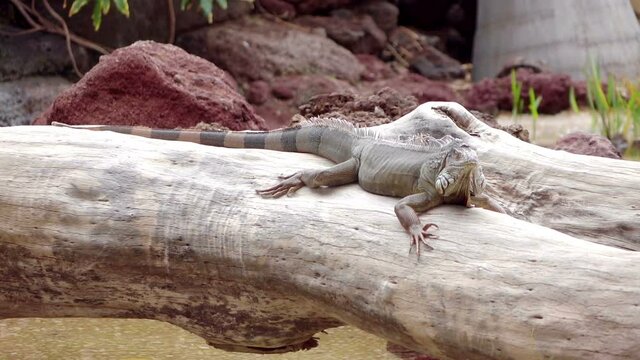 Large wild iguana in slow motion 60fps