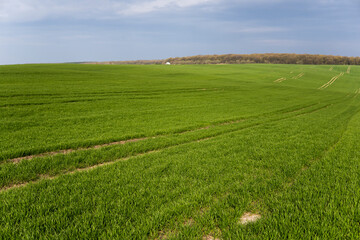 Obraz premium Field of young green wheat seedlings. Sprouts of young barley or wheat that have sprouted in the soil. Close up on sprouting rye on a field. Sprouts of rye. Agriculture, cultivation.