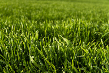 Young green wheat seedlings growing in soil on a field. Close up on sprouting rye on a field. Sprouts of rye. Sprouts of young barley or wheat that have sprouted in the soil. Agriculture, cultivation.