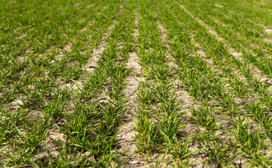 Young green wheat seedlings growing in soil on a field. Close up on sprouting rye on a field. Sprouts of rye. Sprouts of young barley or wheat that have sprouted in the soil. Agriculture, cultivation.
