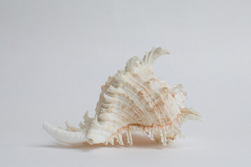 Sea shell