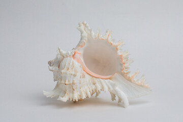 Sea shell