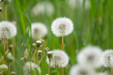 Dandelion ready to blow growing in a green meadow